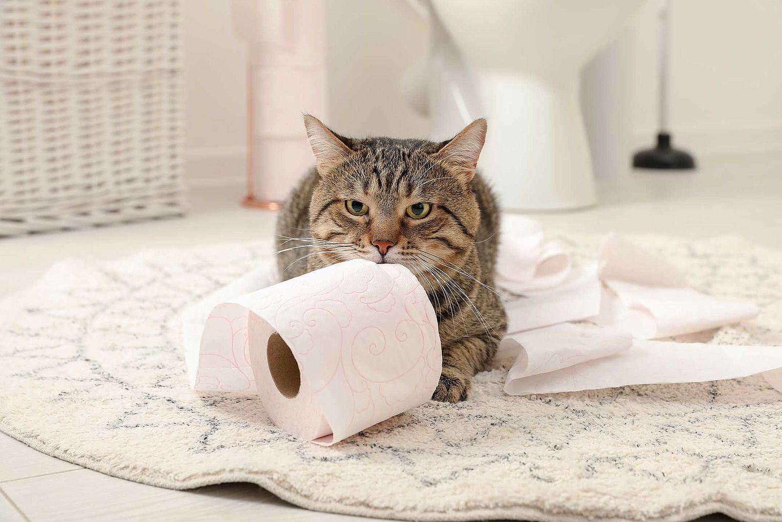 Giardien Bei Katzen Tierarzt Tutzing Dr Schwarzer giardien-bei-katzen-tierarzt-tutzing-dr-schwarzer